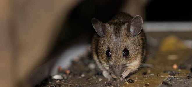 11 repelentes naturales de plagas |  LaNetaNeta.com