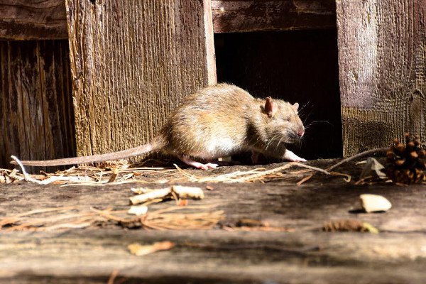 Una rata en una casa.