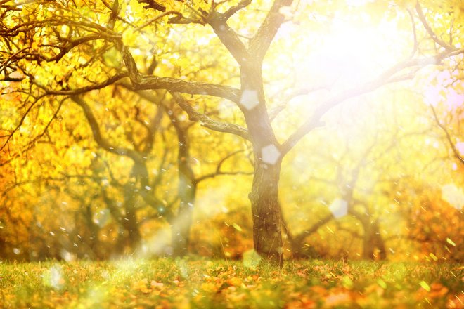 Una escena de parque con hojas de colores otoñales y sol.