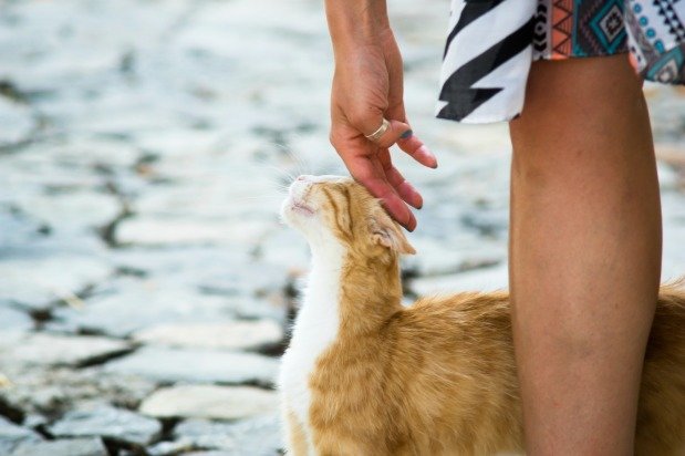 mujer acariciando un gato