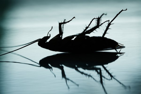 Una cucaracha muerta.