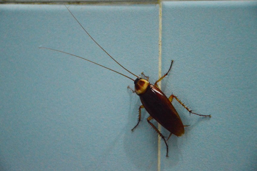 Una cucaracha en el azulejo azul.