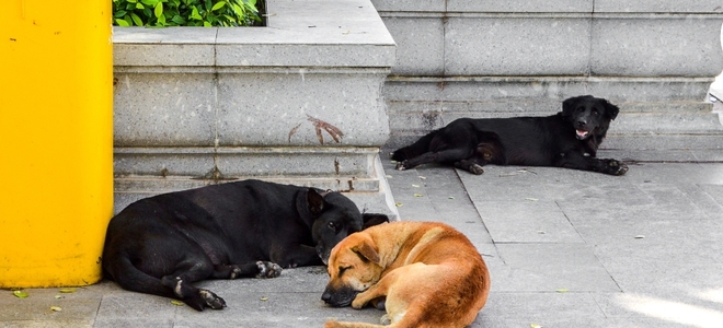 Las 5 mejores opciones de eliminación de olores de mascotas para concreto