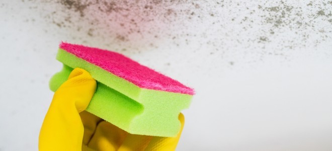 Qué hacer cuando sospecha que un moho tóxico ha invadido su hogar