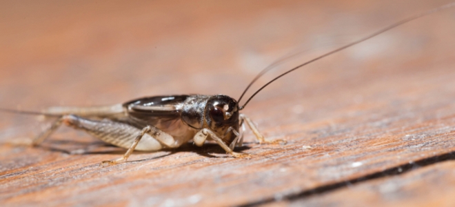 Cómo matar grillos con productos naturales