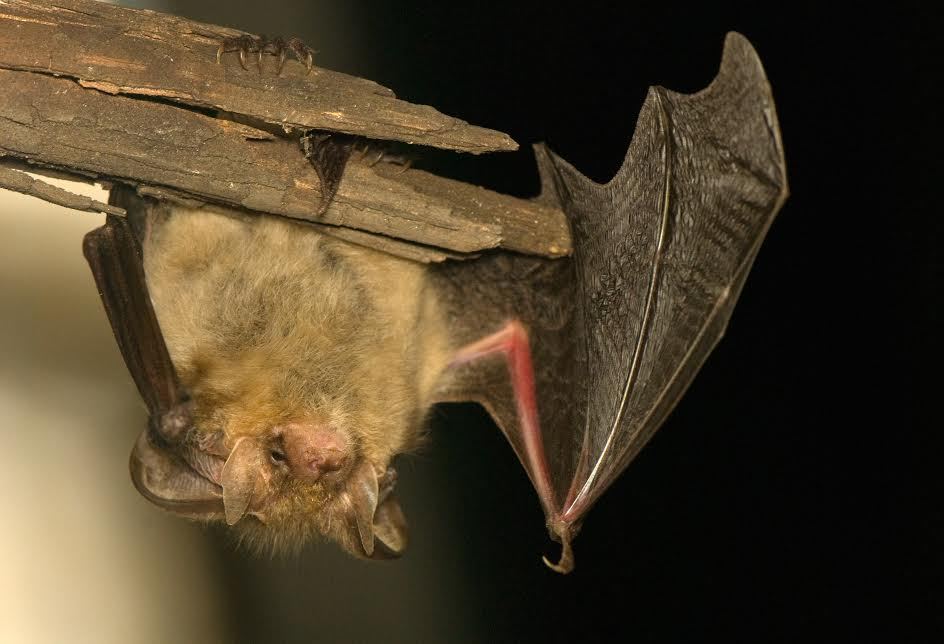 Un murciélago colgado boca abajo.