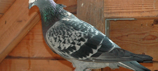 Cómo ahuyentar a un pájaro de tu casa