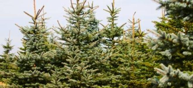 Seleccionar el árbol de Navidad adecuado