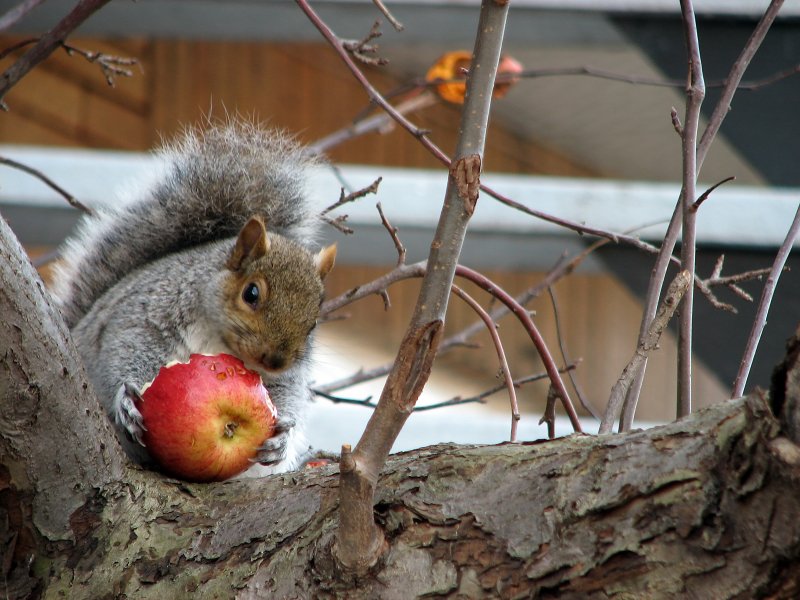 Una ardilla sentada en un árbol y comiendo una manzana.