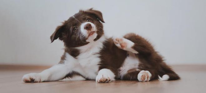 Cómo detener una infestación de pulgas en sus pistas