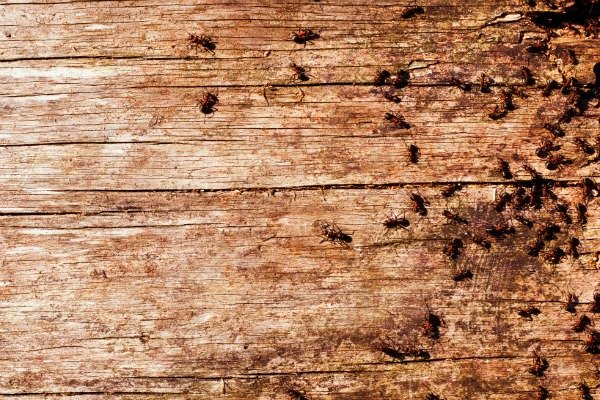 ¿Dónde se esconden los insectos, hormigas?