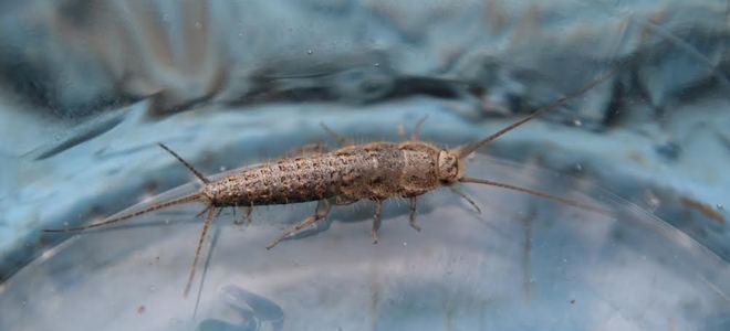 Plagas Comunes por Región |  LaNetaNeta.com