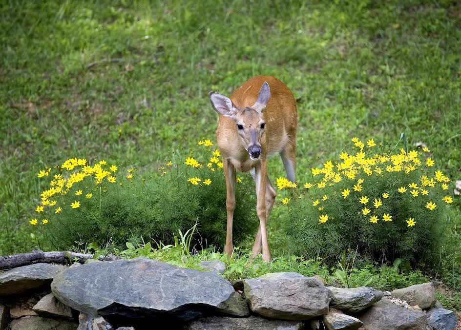 Un ciervo en un jardín con césped y flores amarillas.