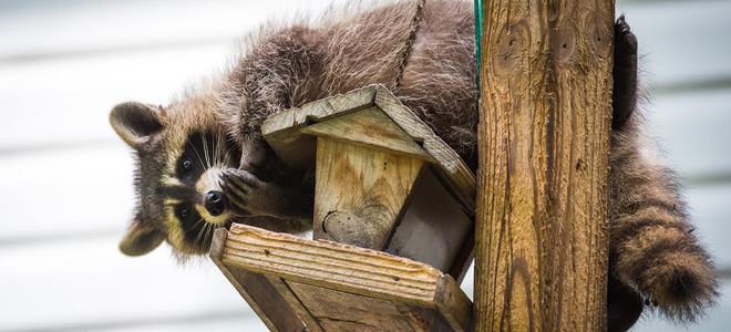 Control de plagas en caso de apuro |  LaNetaNeta.com