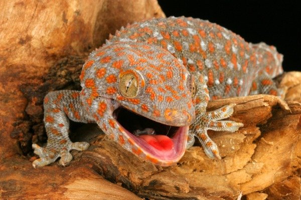 Señales reveladoras que las plagas dejan atrás, gecko