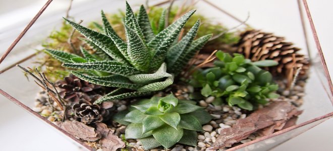 Un terrario con suculentas y piñas. 
