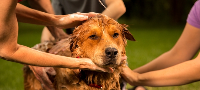 Elimine las pulgas de su hogar de forma natural
