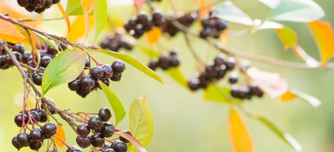 6 formas de decorar con ramitas