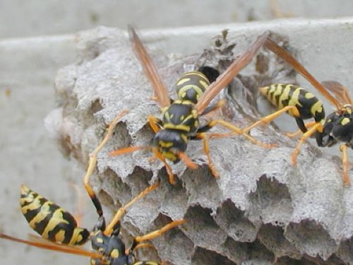 Avispas construyendo un nido