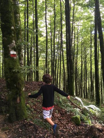 Marcas del sendero GR-11 en el bosque de Quinto Real, al norte de Navarra.