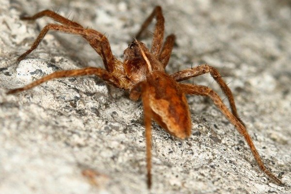 ¿Es esa una araña peligrosa, reclusa parda?