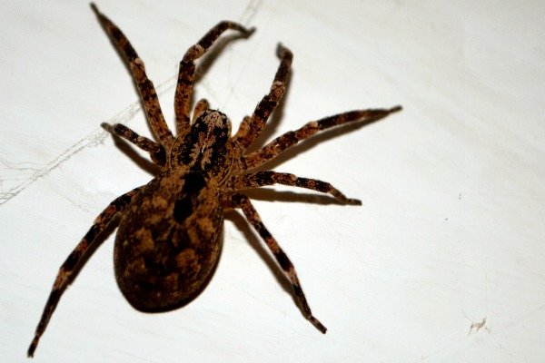 ¿Es esa una araña peligrosa, araña vagabunda?