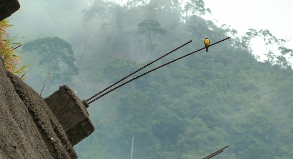 El camino a ninguna parte del puente abandonado en la selva amazónica