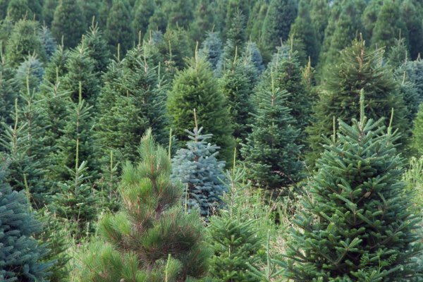 Una granja de árboles de Navidad.