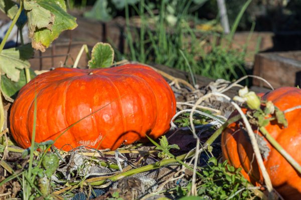 Un par de calabazas Cenicienta en un huerto de calabazas. 