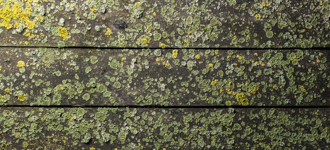 4 consejos para prevenir el moho en las plataformas de madera