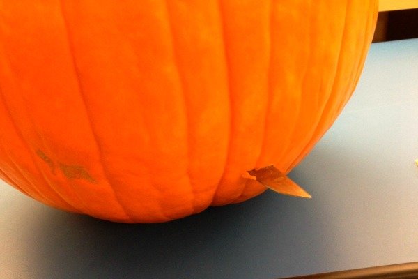 Fiesta en la oficina, Convierte una calabaza en un barril, Justin DiPego, Samuel Adams