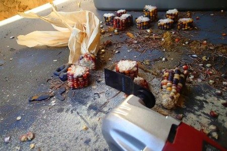 maíz indio, herramienta oscilante