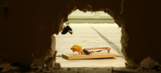 Eliminación de ratones domésticos: consejos de prevención y exterminio