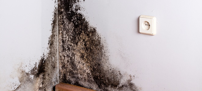 Combatir el moho tóxico negro en el hogar