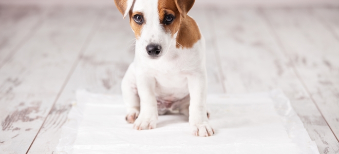 Cómo limpiar las manchas de mascotas de la lechada de baldosas