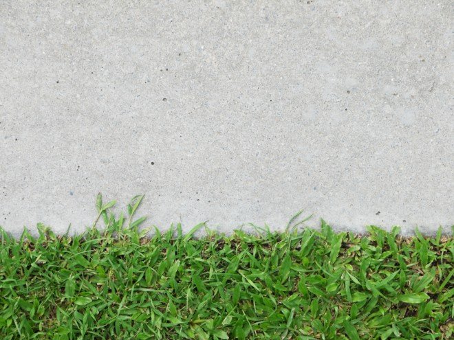 hierba que se encuentra en una acera de hormigón