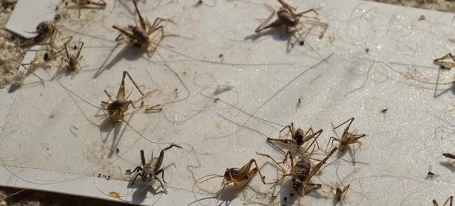 2 tipos de trampas de críquet explicadas