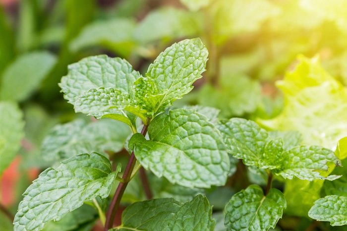menta