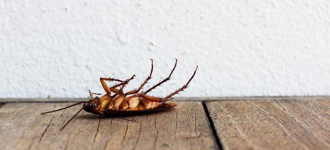 3 productos para el control de cucarachas explicados