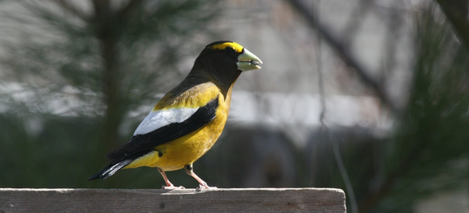 3 tipos de pájaros domésticos silenciosos