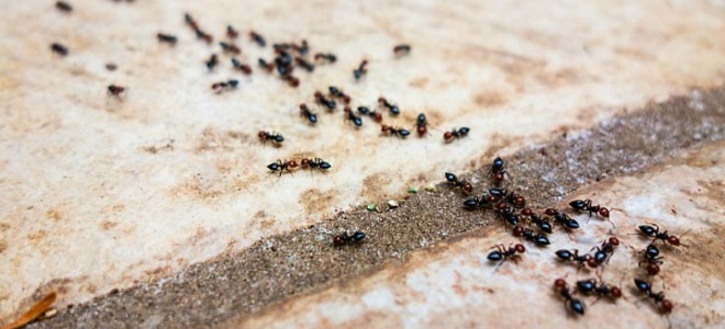 5 consejos de control de plagas para la primavera