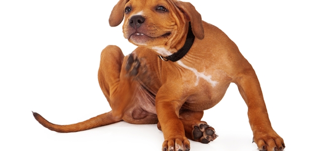 5 consejos para deshacerse de los puntos calientes en los perros