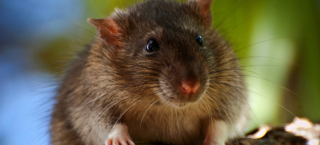 5 pasos para evitar el desorden