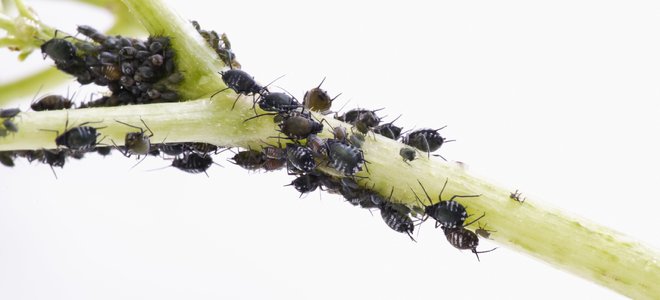 pulgones en la rama de una planta