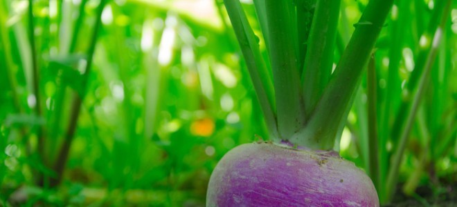 Comer verde: 3 recetas de nabos verdes