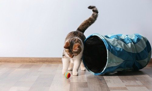 Gato jugando con una pelota