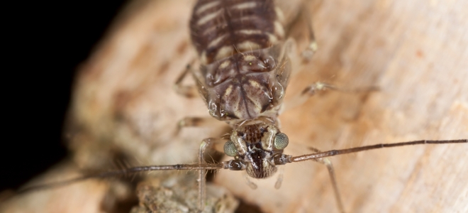 Cómo deshacerse de Booklice