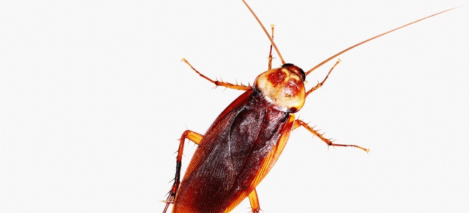 Cómo deshacerse de las cucarachas en su hogar