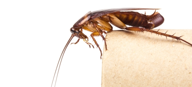 Cómo deshacerse de las cucarachas en un apartamento