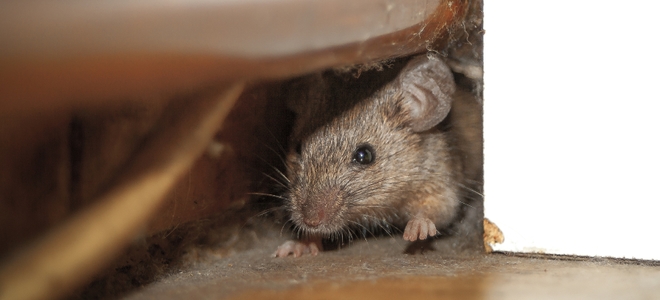 Colocar trampas para ratones en el ático